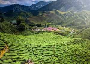 que ver y hacer en cameron highlands