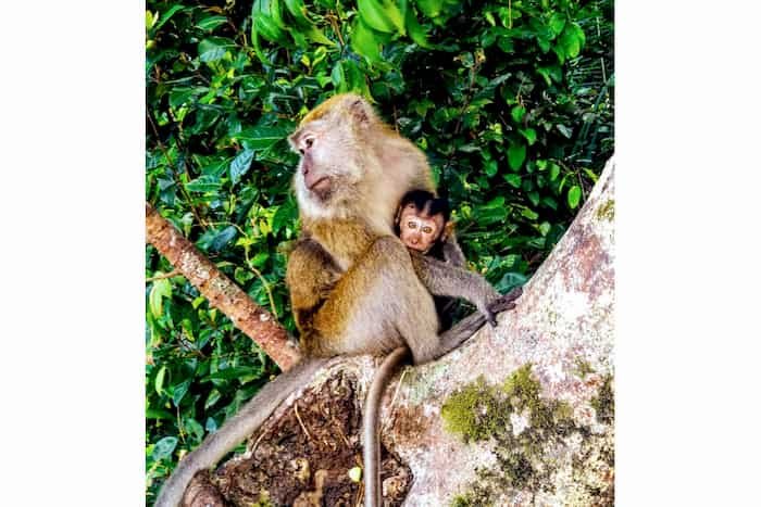 que necesitas saber para viajar a malasia