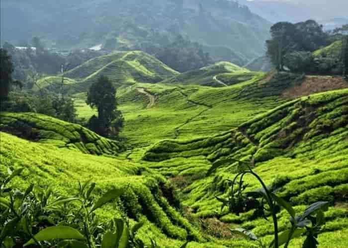 que hacer en cameron highlands