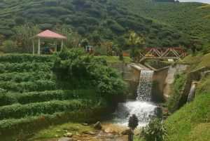 cameron highlands