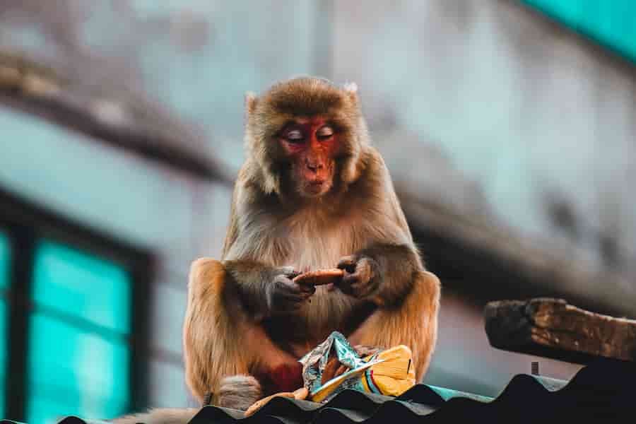que saber para viajar a nepal
