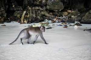 que hacer en las islas phi phi