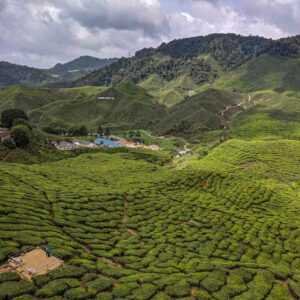 donde dormir en cameron highlands