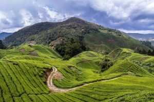 como llegar a cameron highlands