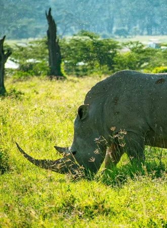 Safari Kenia 8 días