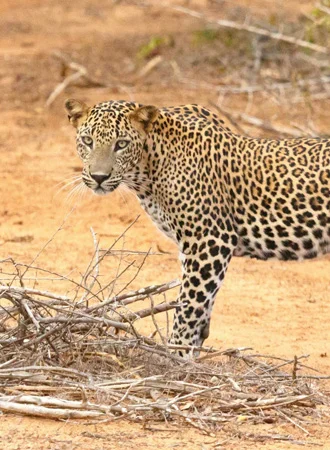 Tanzania Safari y Zanzibar