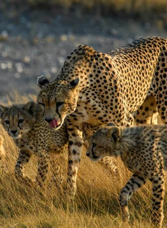 Tanzania Safari