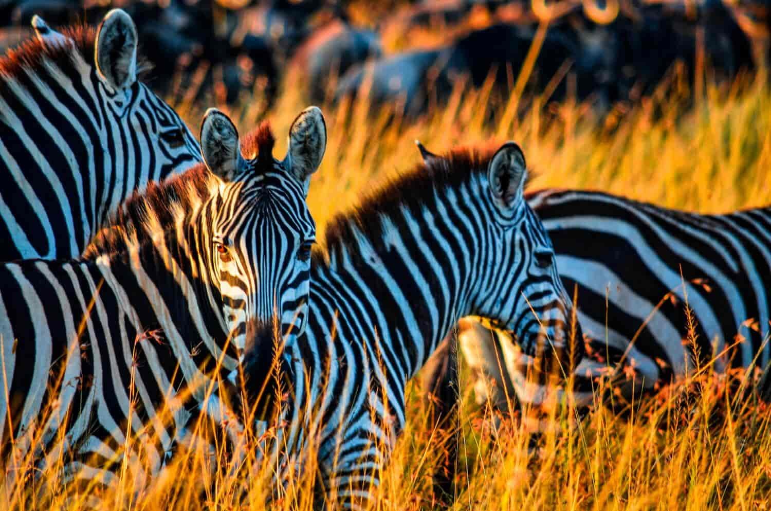 África