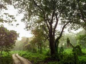 viaje a chitwan